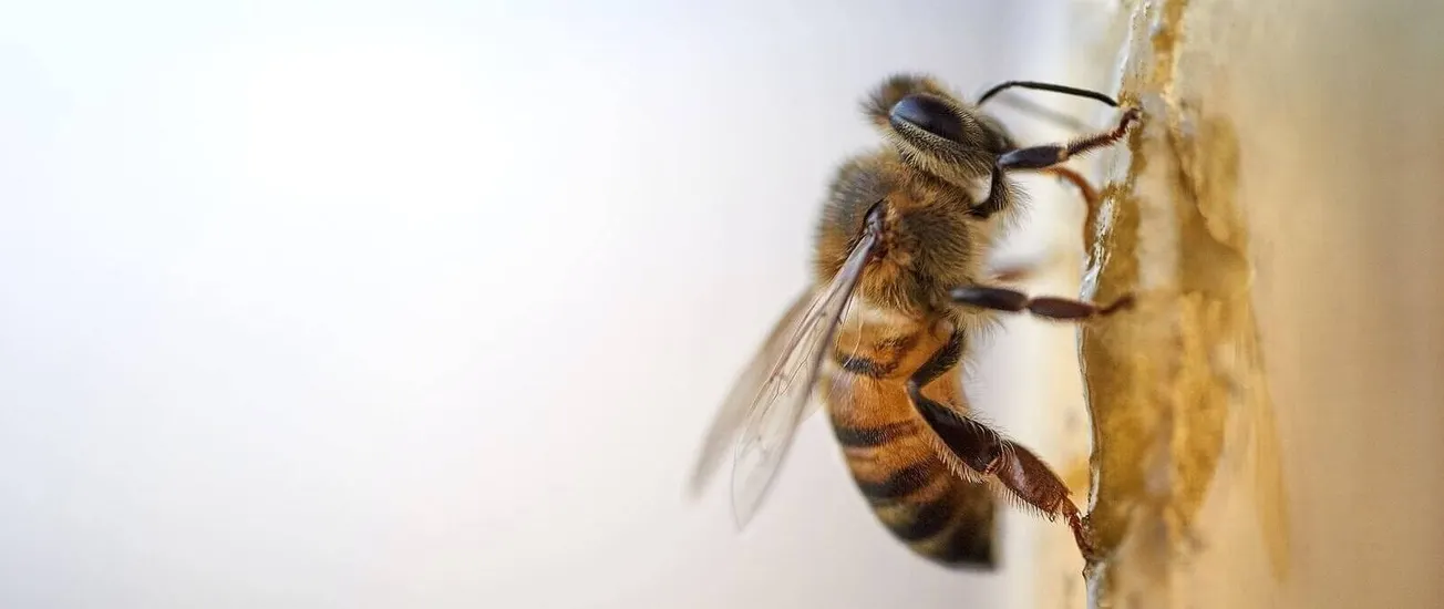 De inyectarse veneno de abeja o usar ivermectina a beber orina: los remedios virales para curar el cáncer que la ciencia no ha probado que funcionen