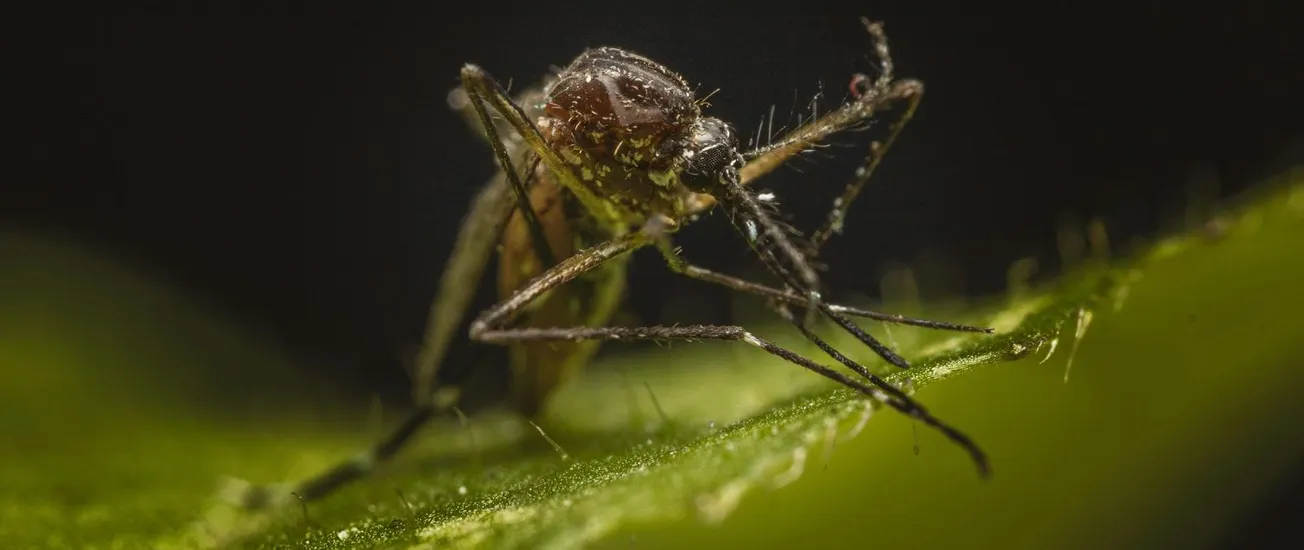 Qué sabemos sobre el aumento de mosquitos y el riesgo de dengue este verano