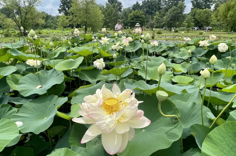 Este fin, el Festival de Lotos será tu nuevo spot favorito