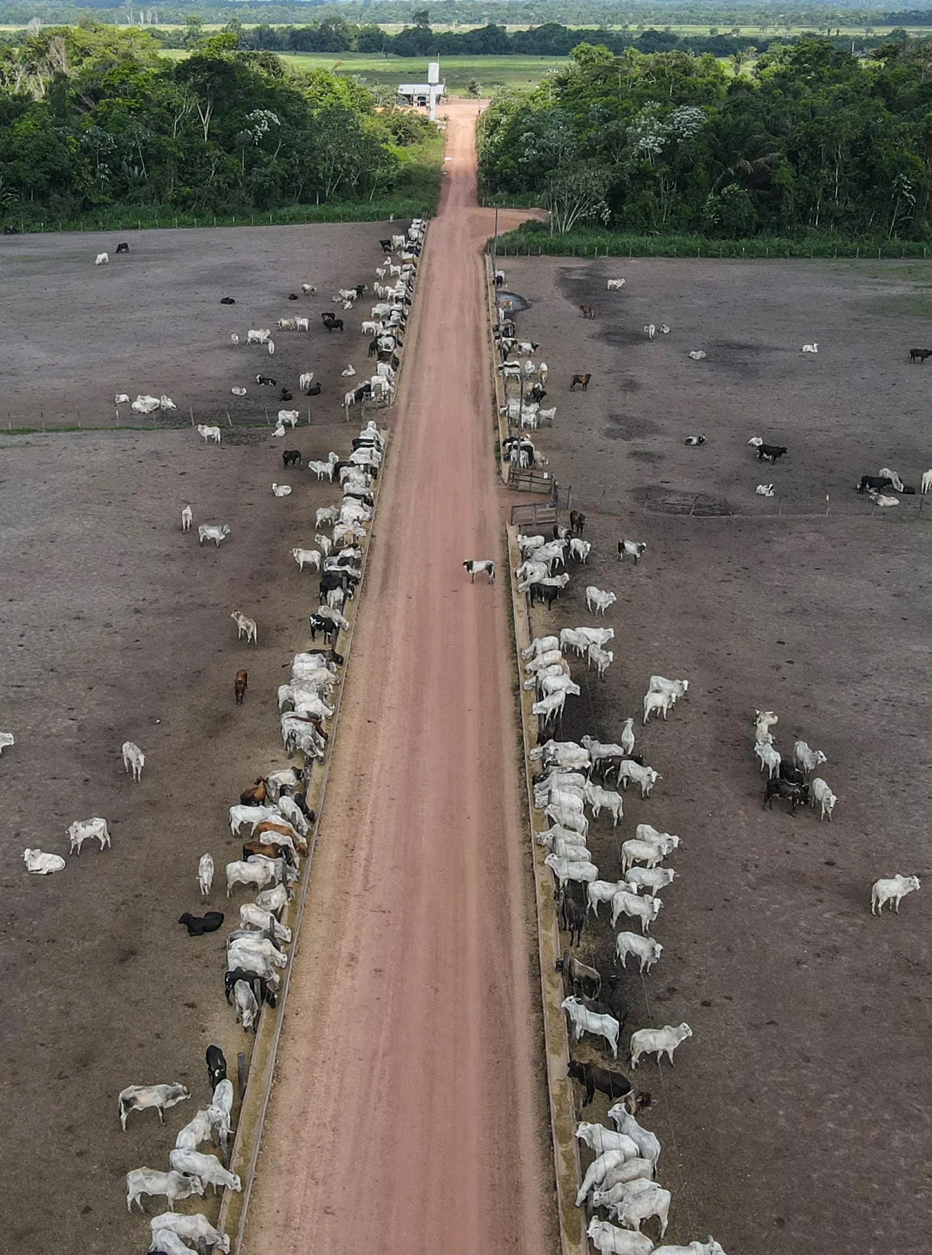 La ganadería sostenible podría frenar las emisiones de metano en Brasil, según ecologistas