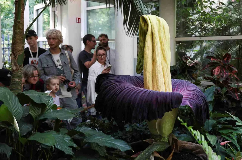 La flor cadáver sorprende con su olor y tamaño en el Jardín Botánico de DC