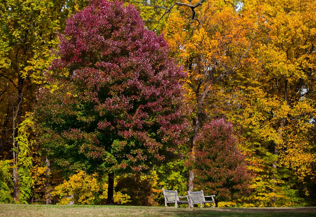 Última llamada para el otoño: dónde ver hojas rojas y doradas en noviembre
