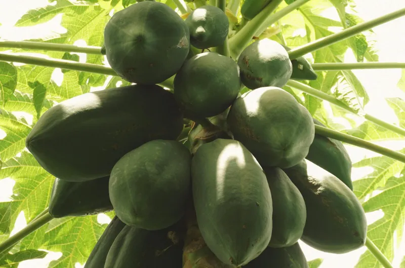 Los mejores lugares para comprar pawpaws este otoño