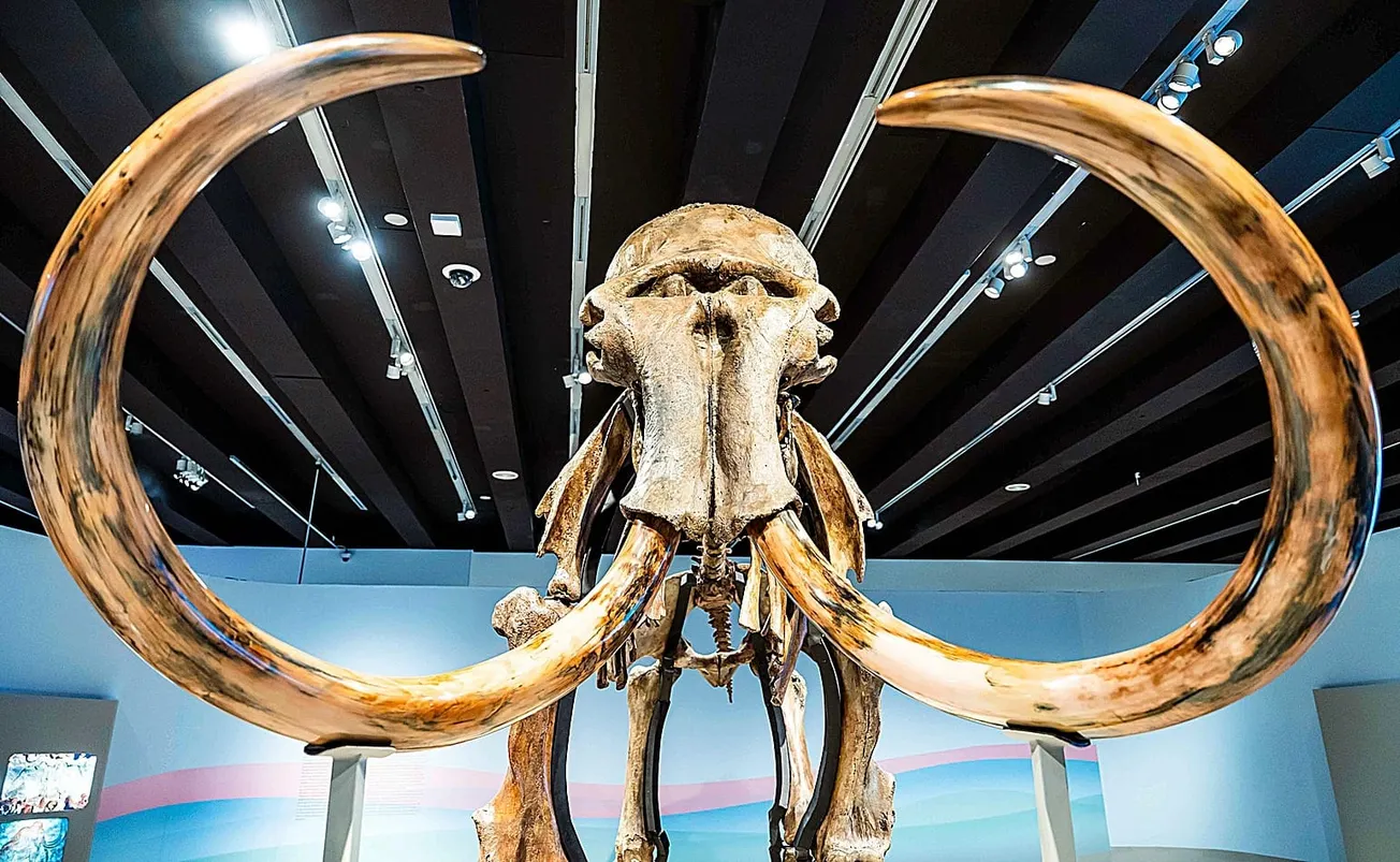 Redescubrimiento histórico: Un diente de 1878 revela el fósil de mamut lanudo más nororiental de Norteamérica