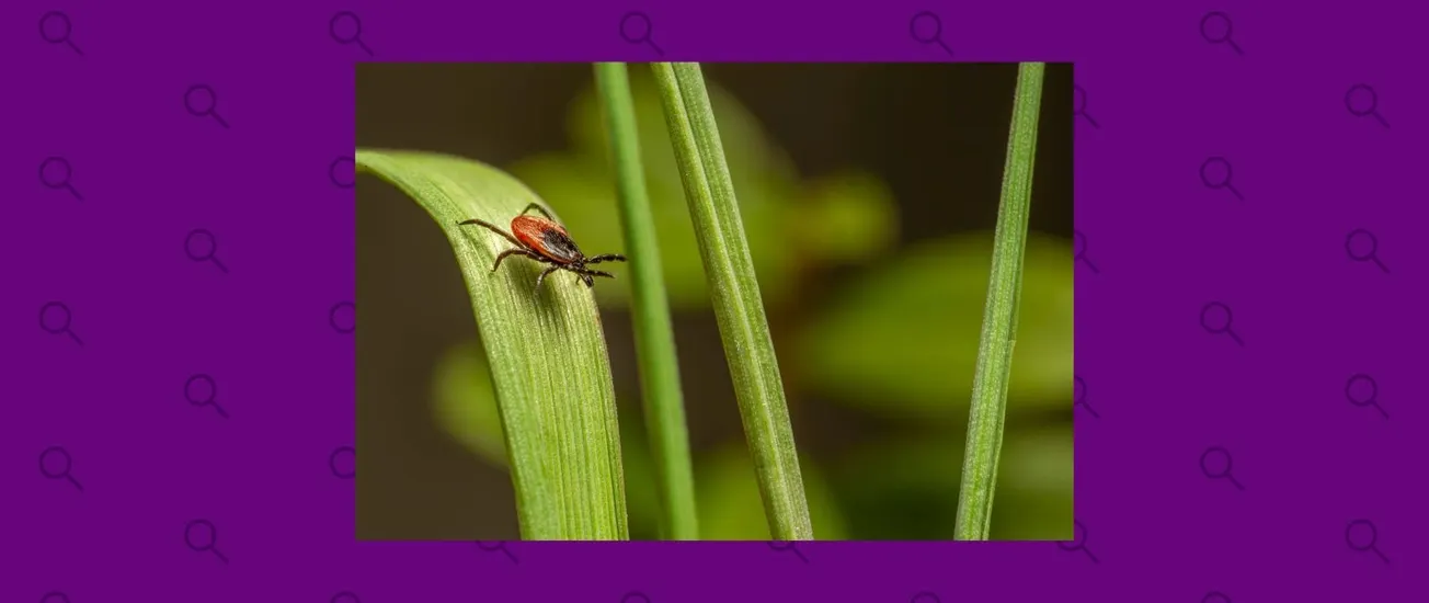 Cómo el cambio climático impulsa las enfermedades transmitidas por garrapatas