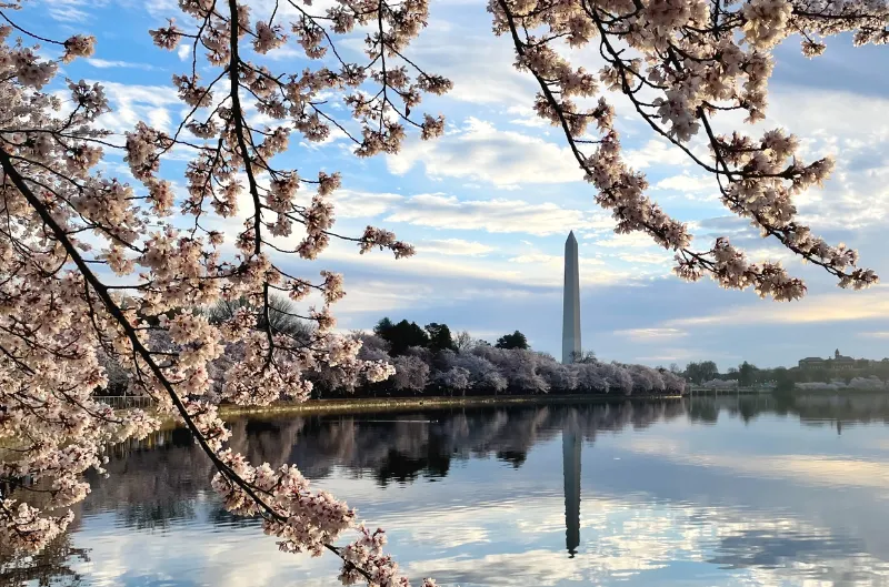 Restaurantes de DC se preparan para la temporada de cherry blossoms