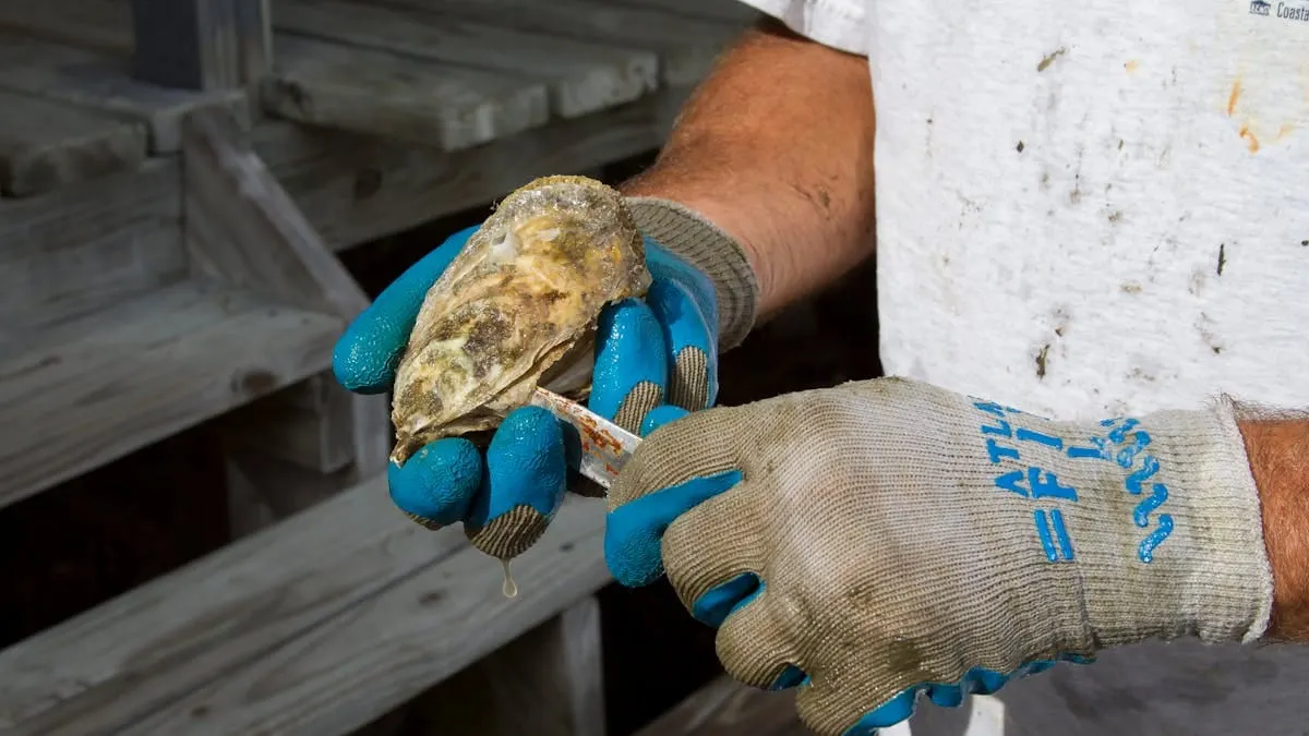 Maryland celebra récord histórico de reproducción de ostras