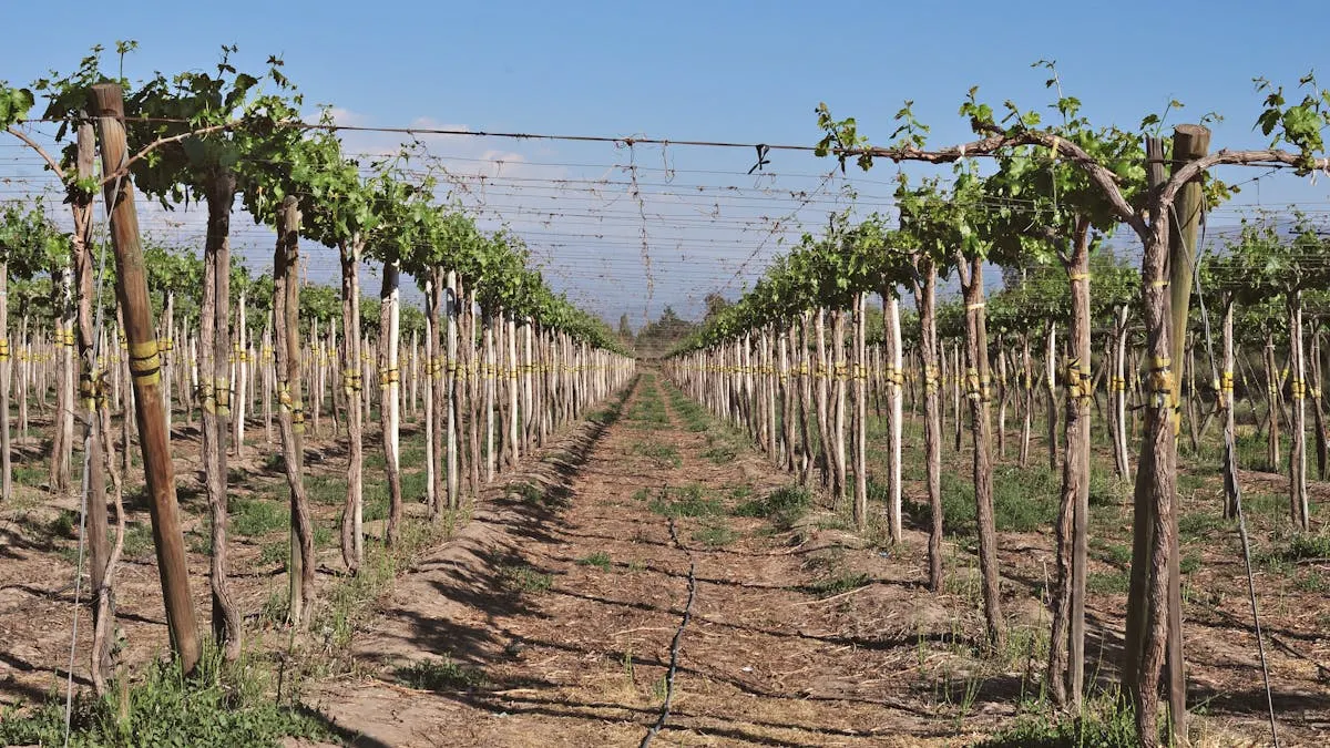 Helada tardía arrasó con hasta el 80% de la cosecha en viñedos de Virginia y Maryland