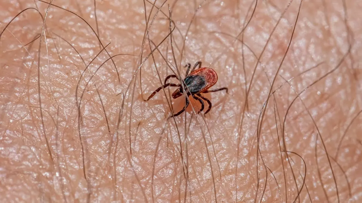 Suben los casos de enfermedades por garrapatas en Virginia