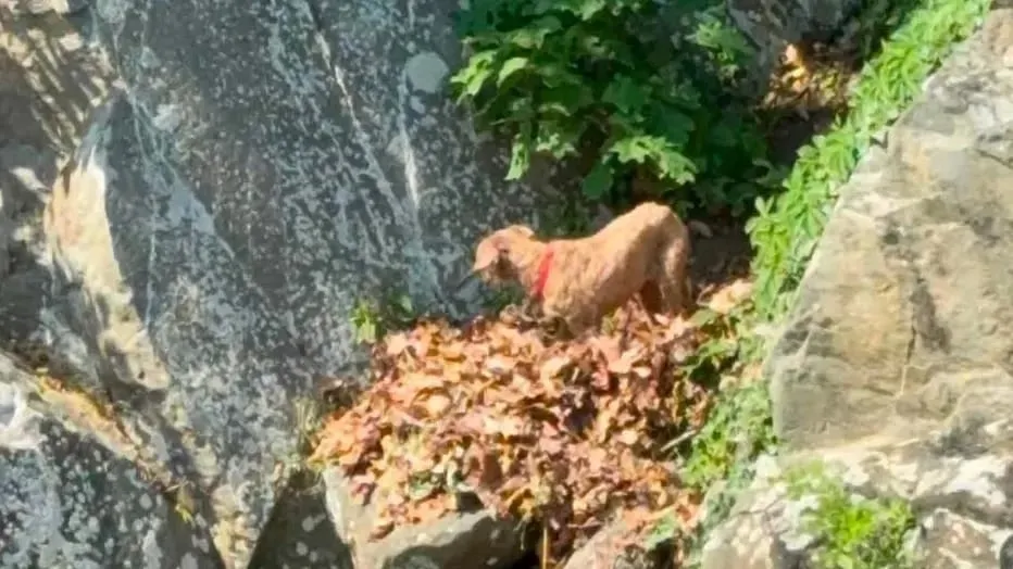 Bomberos de DC rescatan a un perro atrapado en las rocas del río Potomac