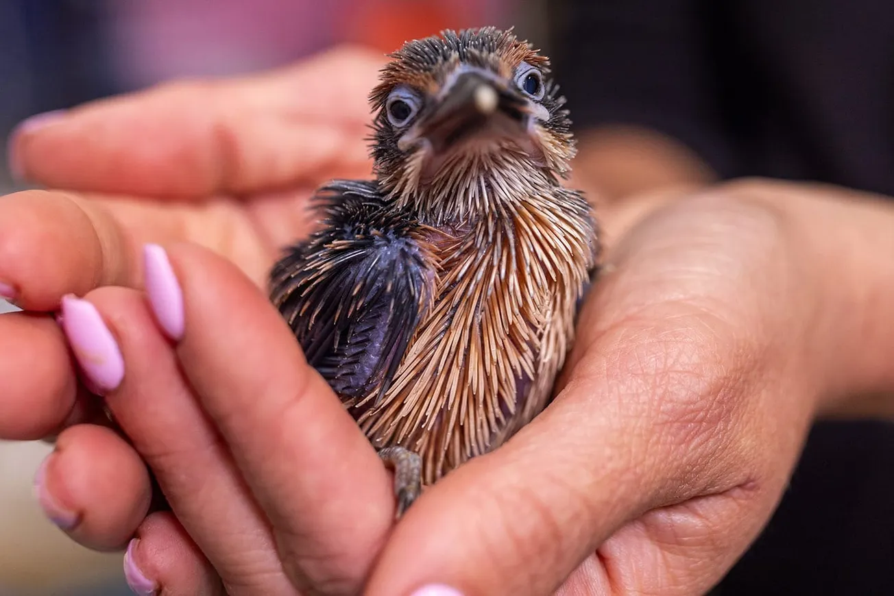 El Smithsonian celebra el nacimiento de dos aves que no existen fuera de cautiverio