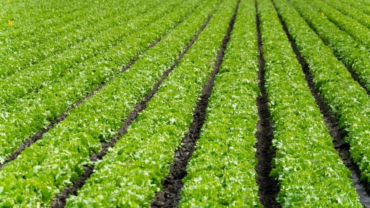 Filas de lechuga creciendo en un campo