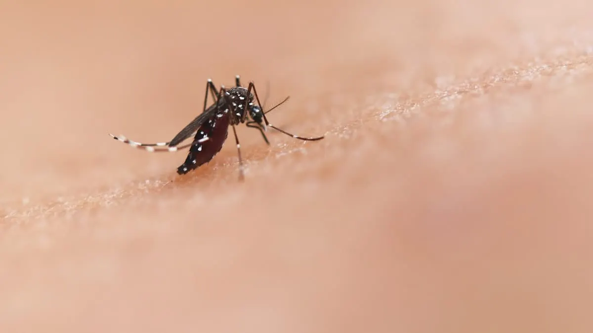 Mosquito posado sobre la piel de una persona