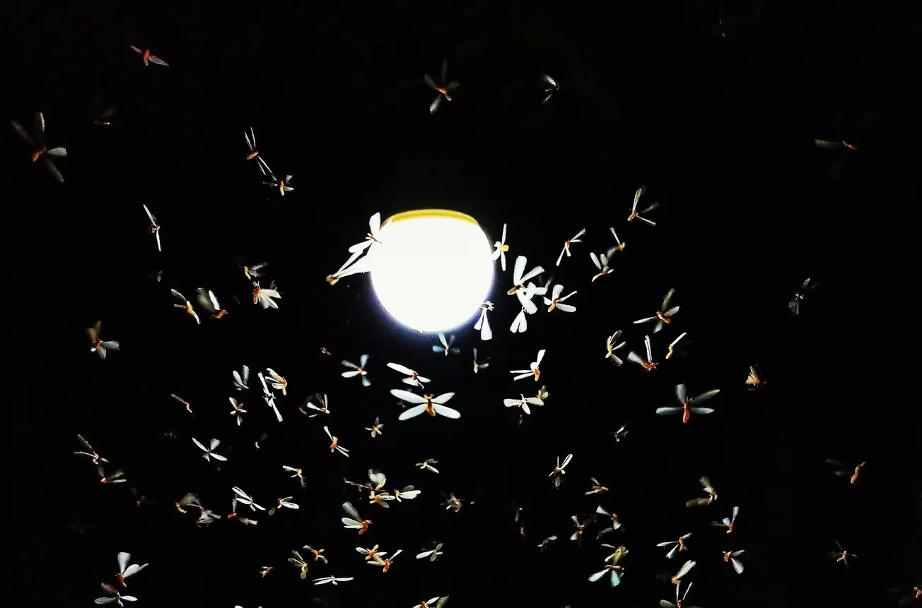 ¿Se va la plaga de mosquitas linterna? Esto dicen los expertos del DMV