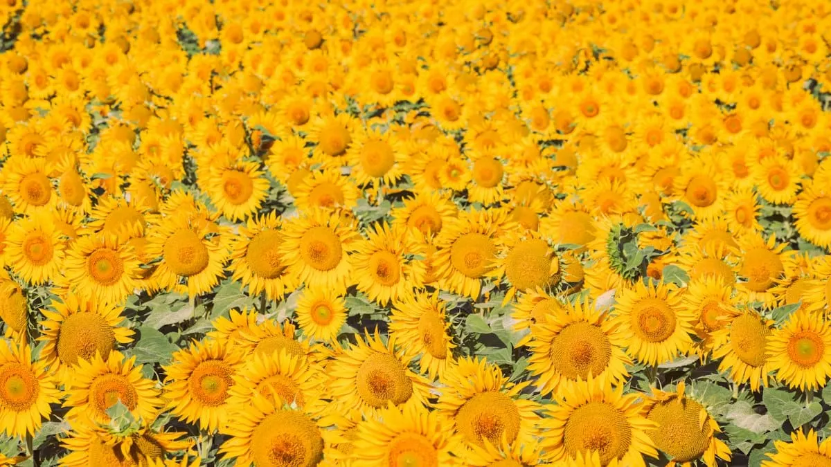 Campo de girasoles amarillos bajo el sol