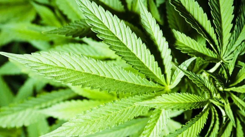 ¿Puedes fumar marihuana y conducir? Estados imponen límites para prevenir tragedias