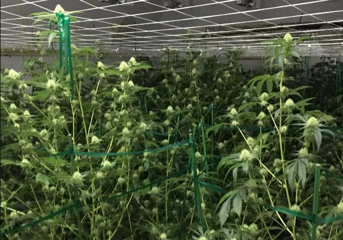 Nueva ley permite cultivo y venta de marihuana medicinal en Georgia