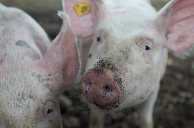 China sanciona a 223 funcionarios por no impedir brote de peste porcina