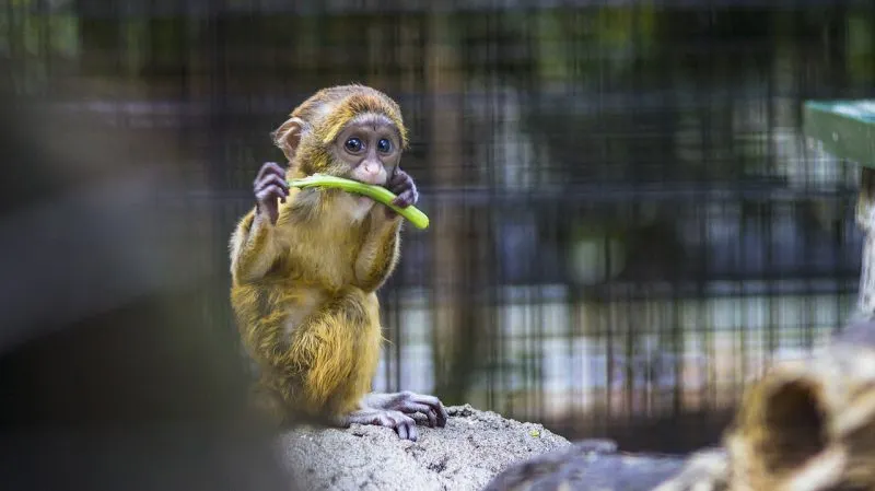 Autoridades capturan monita que escapó del zoológico de Berlín