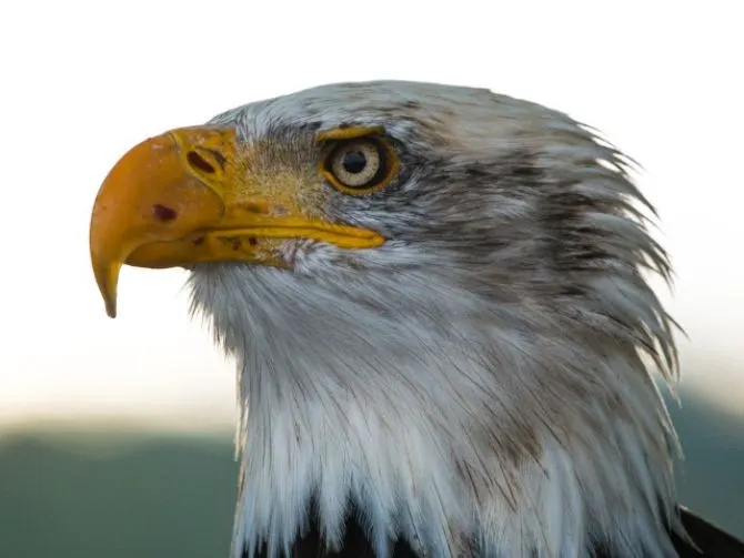 Rescate de águila calva detiene trenes en Maryland durante horas