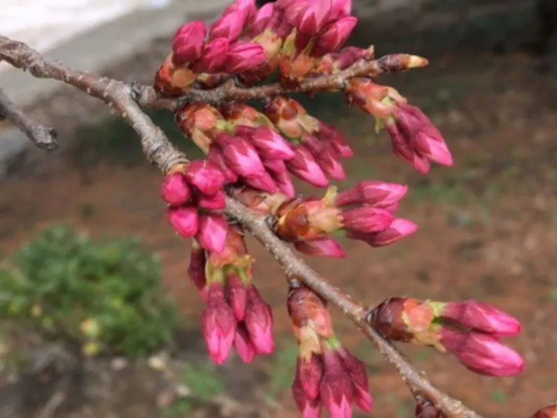 Flores de cerezo de D.C. alcanzan la etapa 4 de floración
