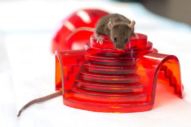 Por qué las ratas entran en los automóviles, qué daños causan y qué consejos sirven para evitarlo