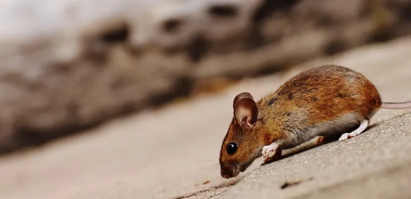 Refugio de animales de D.C. cerrará por un día tras plaga de roedores