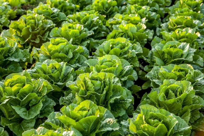 Autoridades recomiendan evitar consumir lechuga romana por posible contaminación