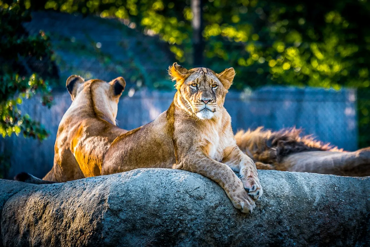 Zoológico Nacional volverá a abrir sus puertas este viernes