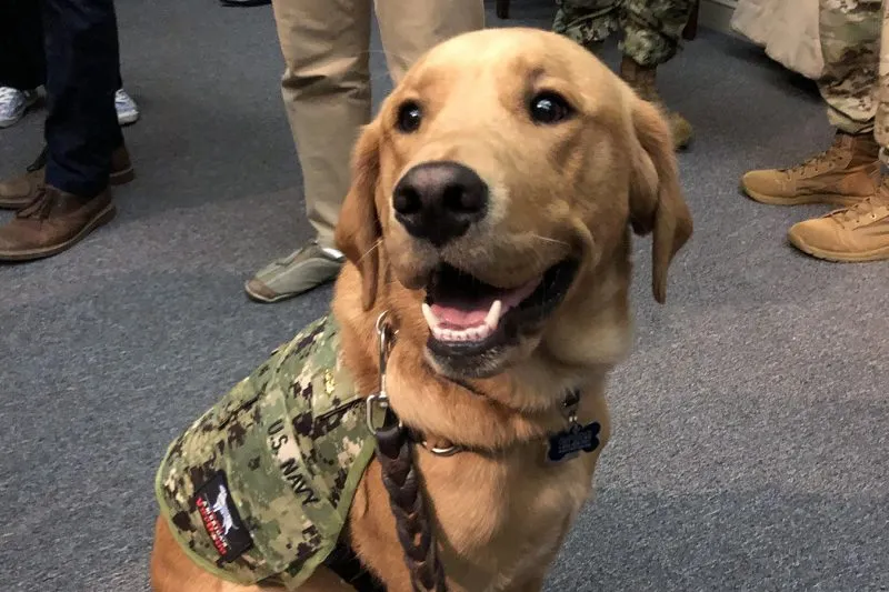 Médicos militares aprenden el valor de los perros que ayudan a sanar