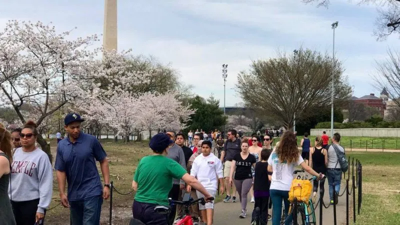 Visitantes en masa acuden a Tidal Basin, a pesar de las advertencias de distanciamiento social