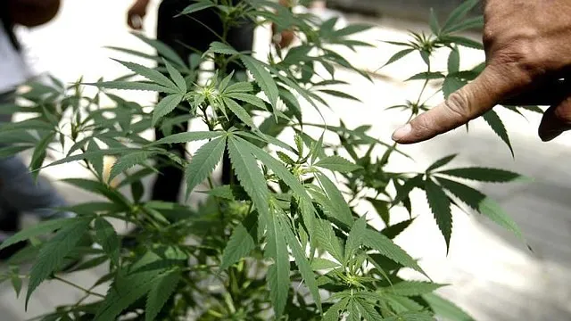 Murió Charlotte Figi, niña de 13 años aficionada al cannabis medicinal