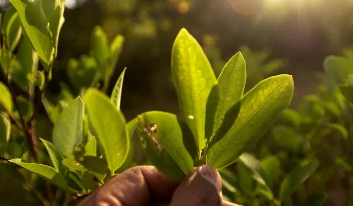 Cultivos de coca en Colombia disminuyeron un 9 % en 2019