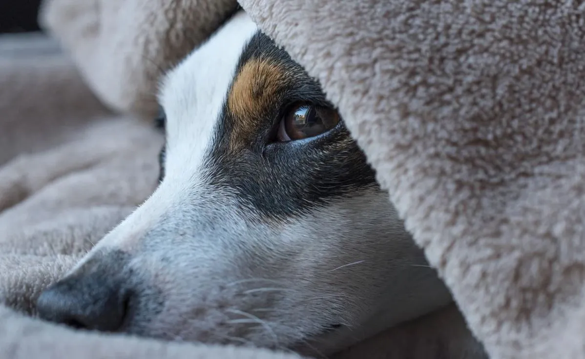 Investigan en Loudoun videos de tortura de animales