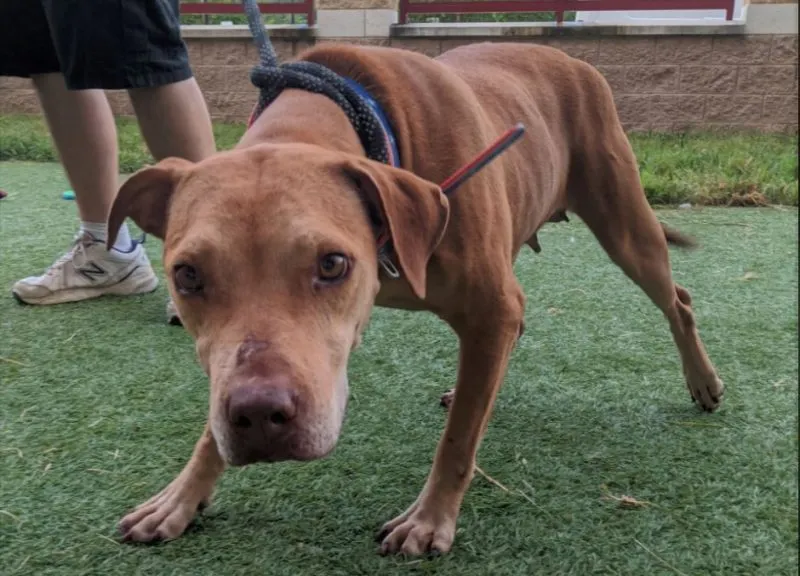 Opinión | Cenas familiares y mascotas: ¿dónde está el peligro?