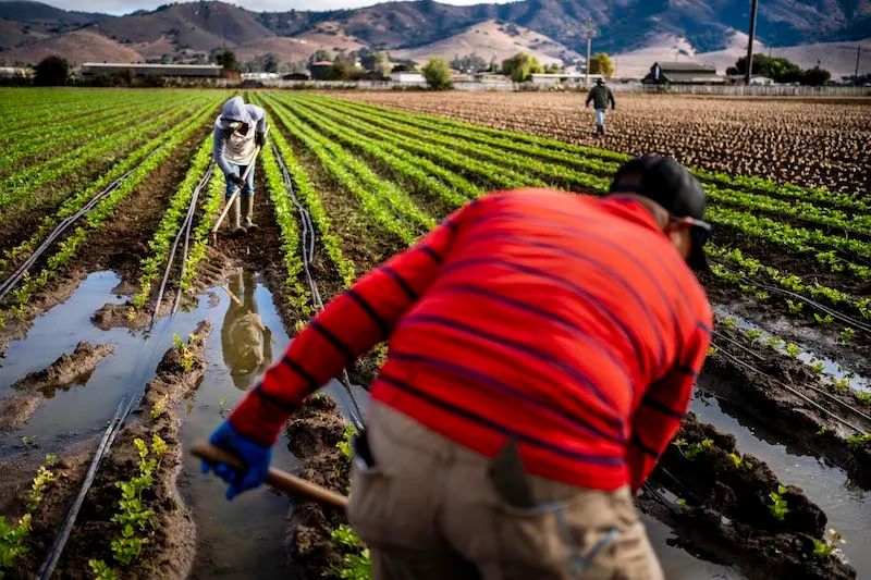 Ley para legalizar a trabajadores agrícolas espera voto en el Senado, en medio de crecientes divisiones
