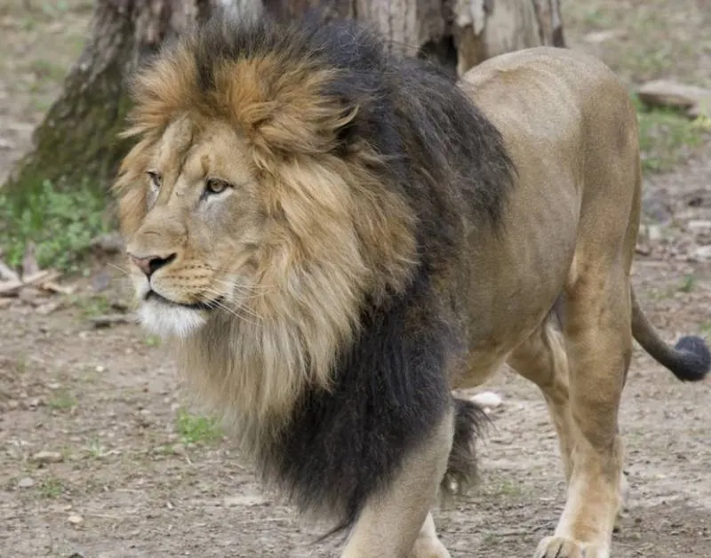 Leones del zoológico nacional de Washington