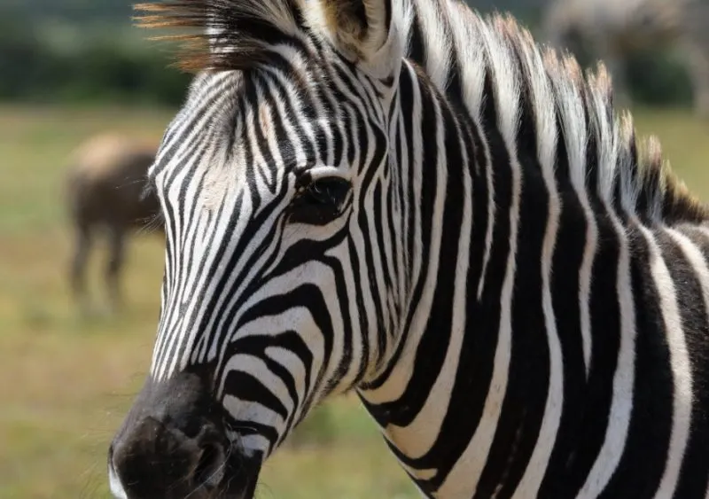 Cebras fugadas de Maryland