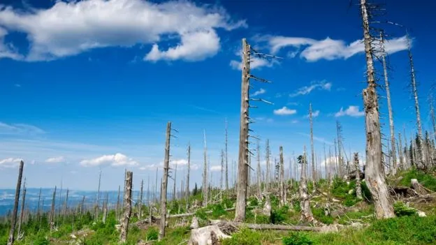 3 desastres medioambientales que casi hemos solucionado (y qué lecciones podemos aprender para la lucha contra el cambio climático)