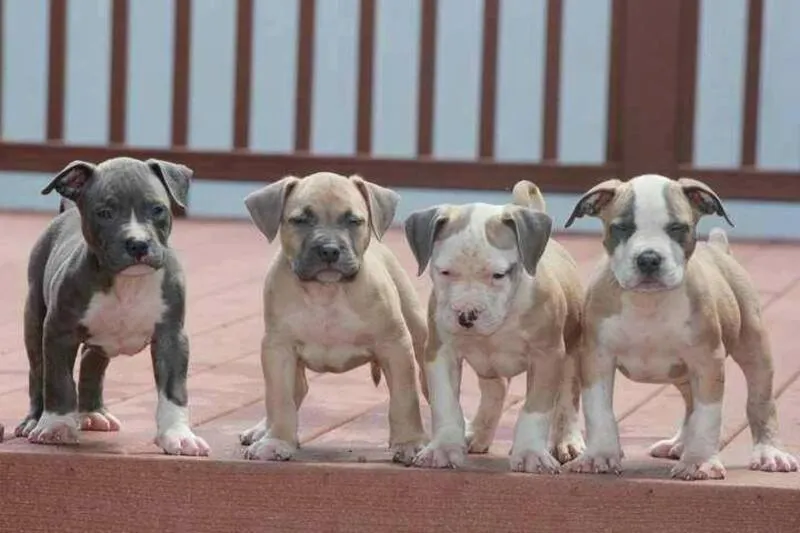 Ofrecía pitbulls a todo el país y no entregó ninguno. Le dieron sentencia de 30 meses
