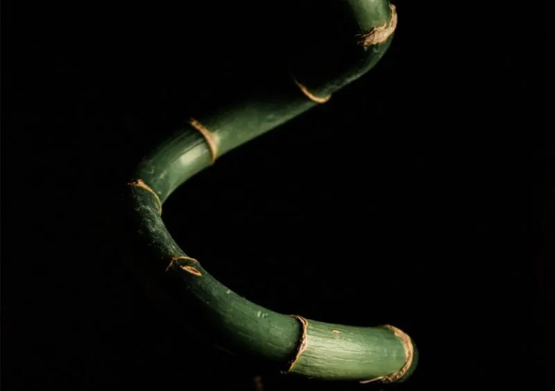 Opinión | Adaptabilidad: la gran habilidad