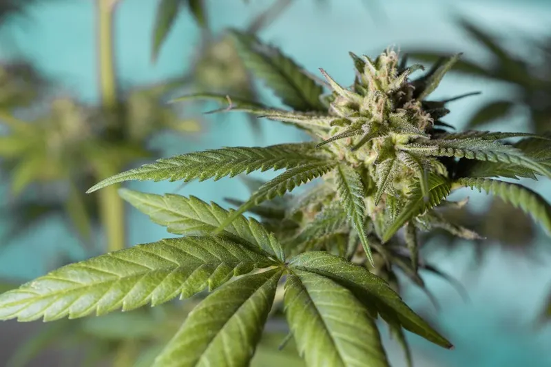 La Industria del cannabis medicinal se estancó en Puerto Rico. ¿Por qué?