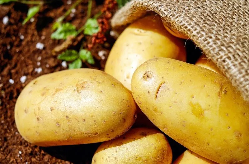 Puerto Rico, el gran afectado por un brote de hongos en papas canadienses