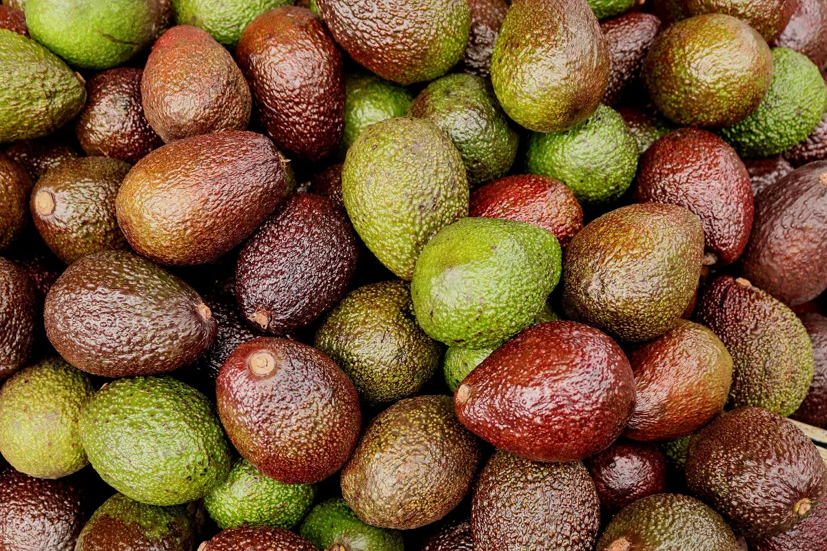 ¿Por qué Estados Unidos suspende importación de aguacate de México?