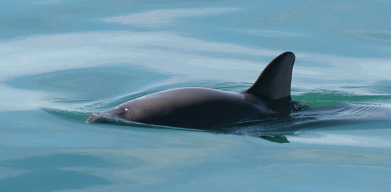 Bajo presión, México toma medidas para salvar a la totoaba y vaquita marina