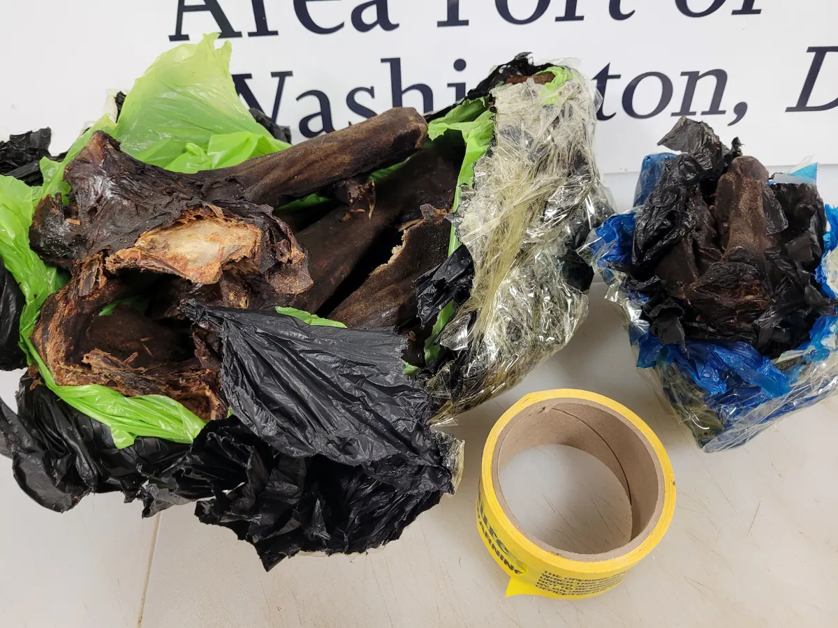 ¡Carne de murciélago! Consiguió aduana del aeropuerto de Washington DC