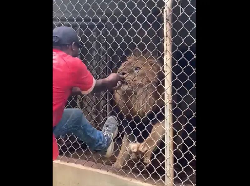 León le muerde el dedo a un cuidador en zoológico en Jamaica
