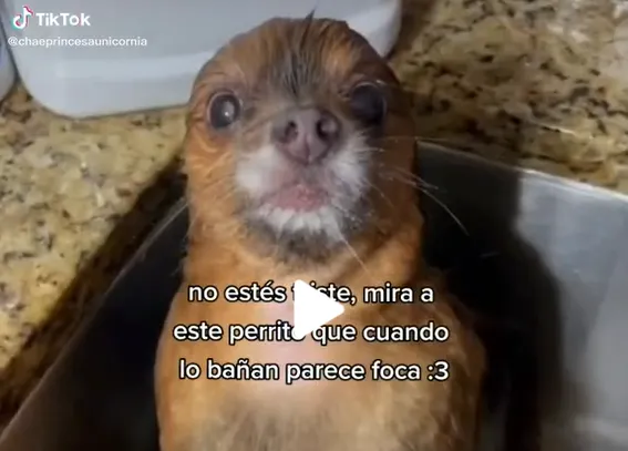 Perro se hace tendencia en TikTok por su parecido al de una foca