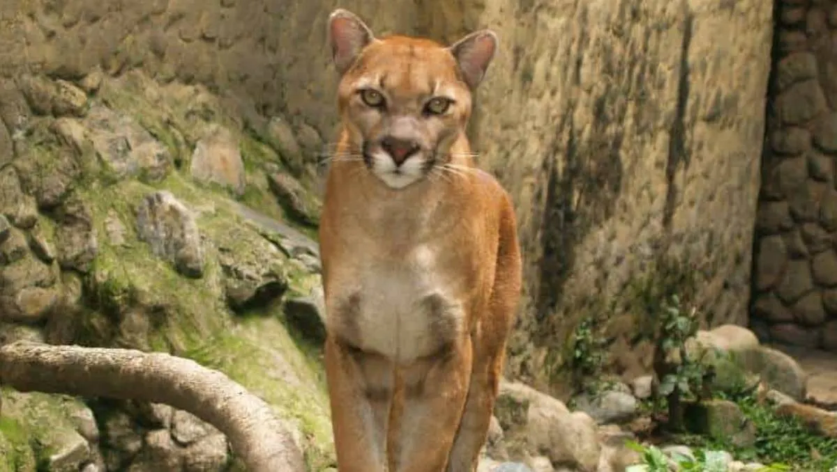 Niña sobrevive ataque de un puma en Fruitland, Washington