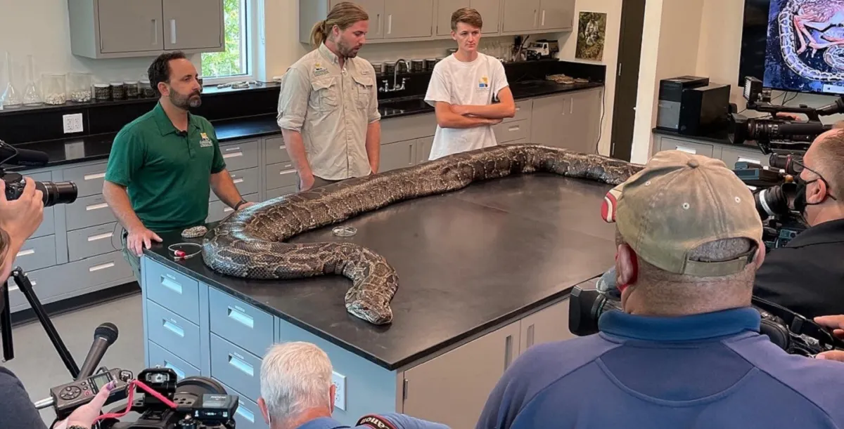 Biólogos capturaron a la pitón más grande hasta ahora en Florida